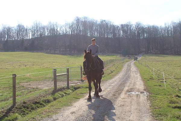 mounted-patrol-percheron-horse