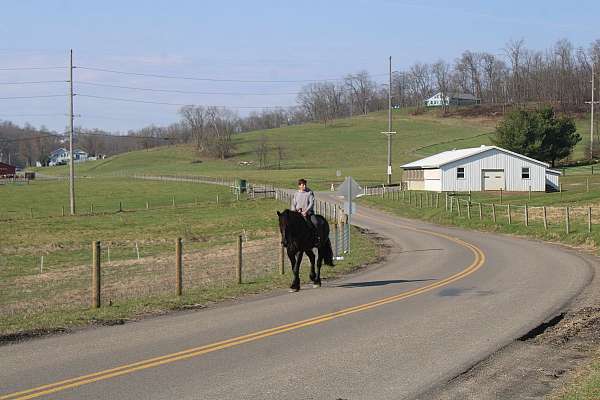parade-percheron-horse