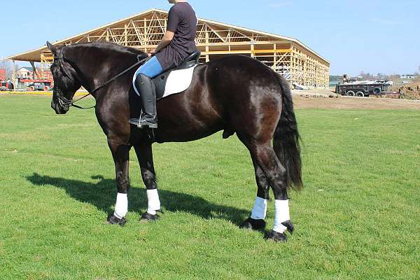 team-driving-percheron-horse