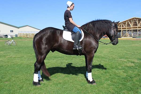 trail-percheron-horse