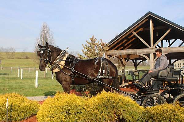 pleasure-driving-percheron-horse