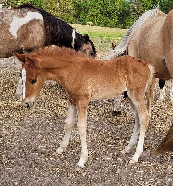 cross-azteca-pony