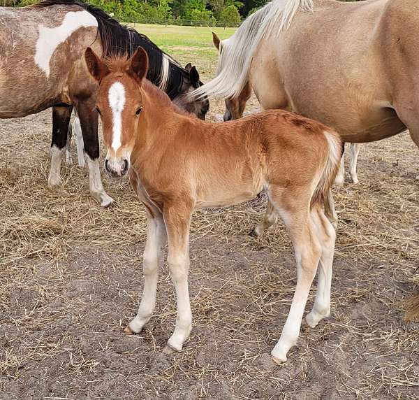 halter-azteca-pony