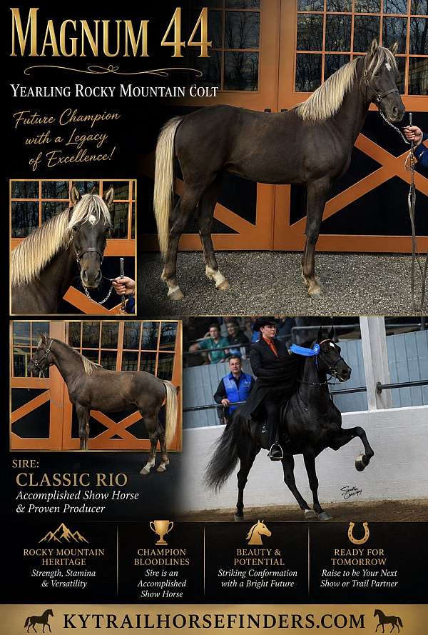 breeding-rocky-mountain-horse