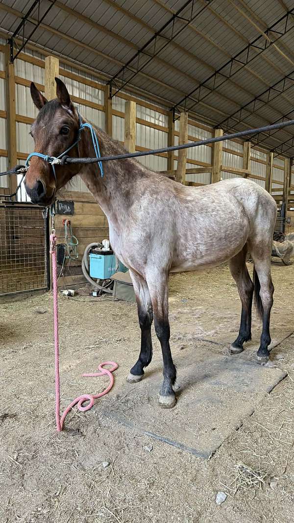 bay-roan-racking-colt
