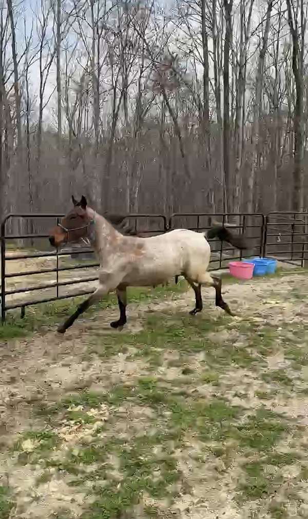 bay-roan-rhba-colt
