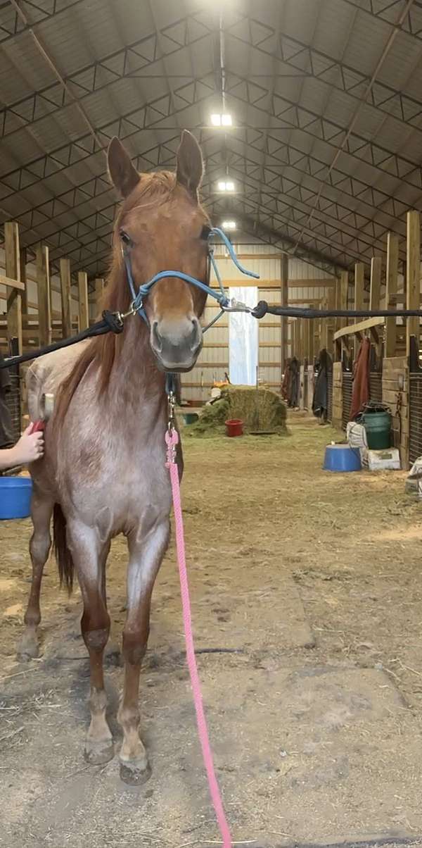 red-roan-rhba-filly