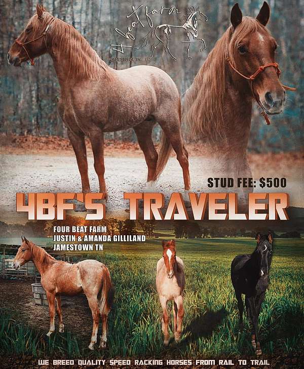 red-roan-rhba-horse