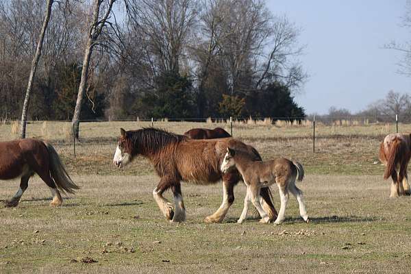 black-smokey-black-gypsy-vanner-filly-mare