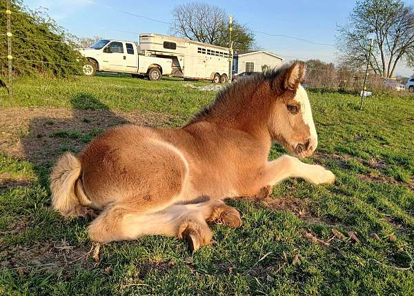 black-smokey-black-gvhs-filly-mare