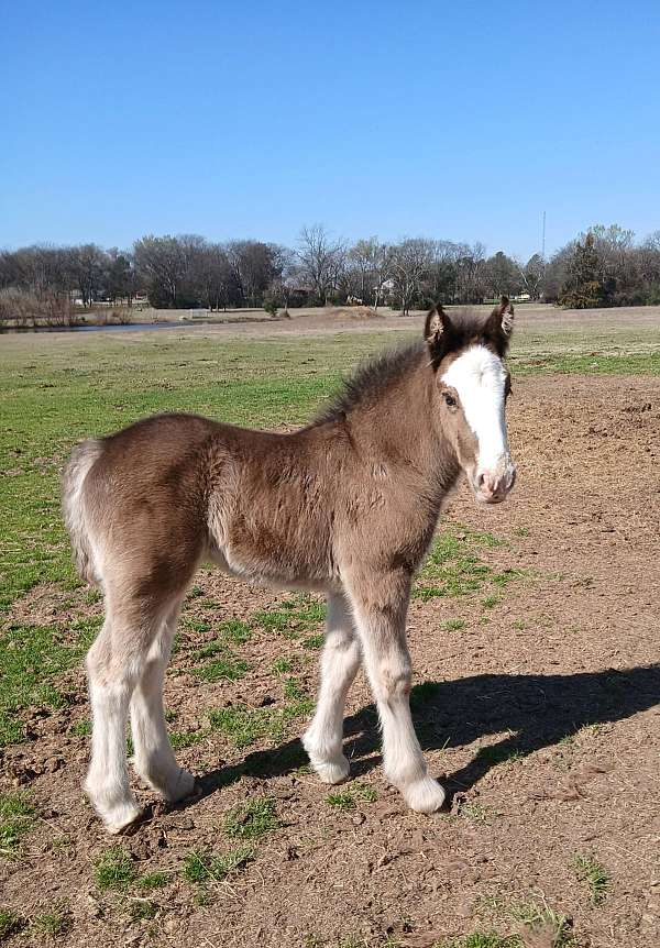 black-smokey-black-gvhs-horse