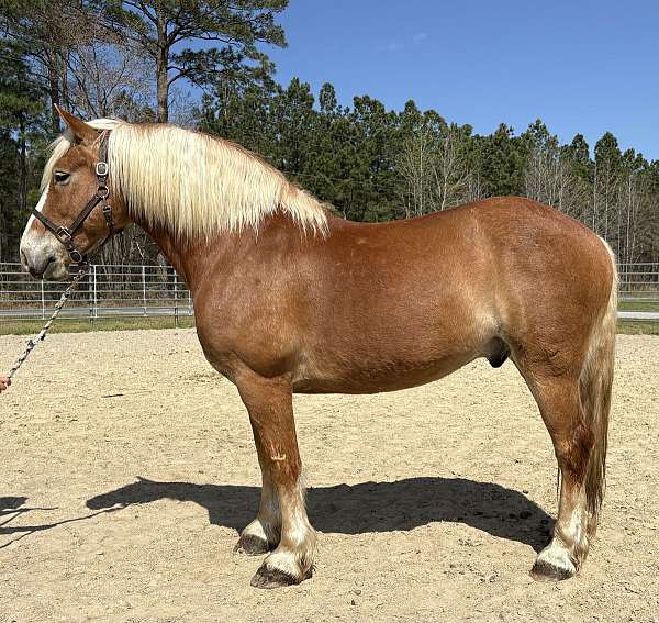cross-ridden-english-belgian-horse