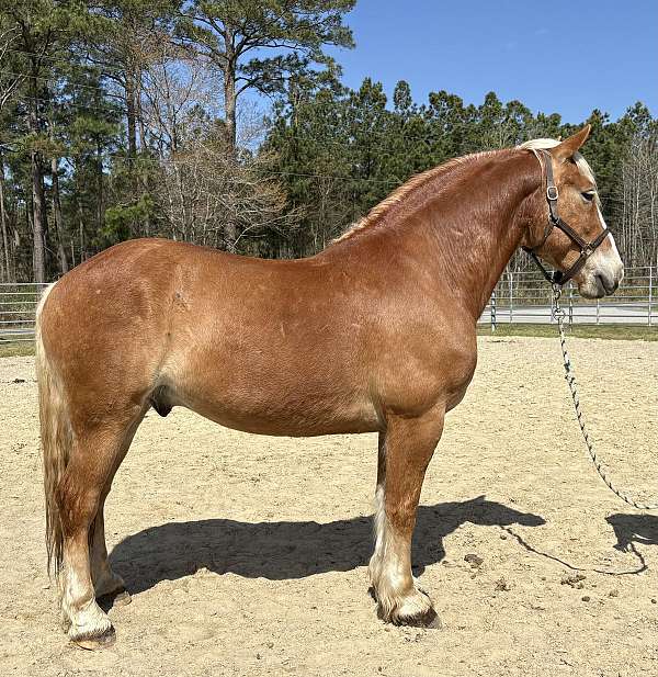 sorrel-draft-gelding