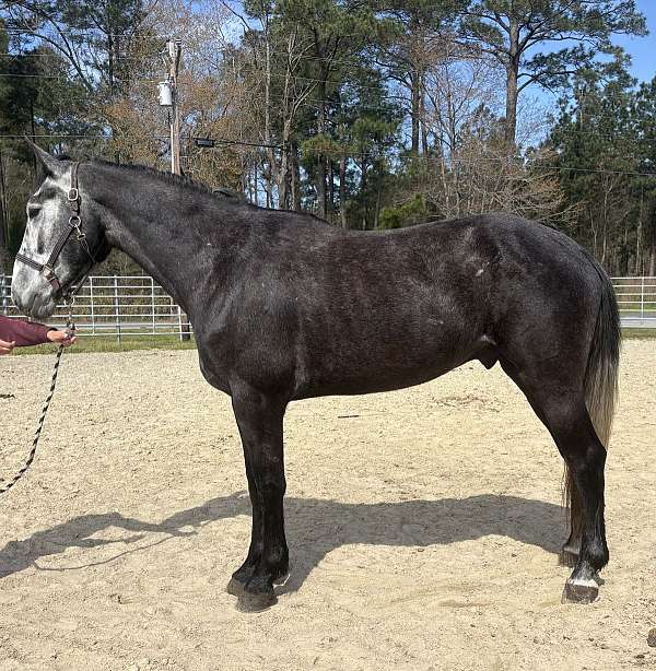 grey-draft-gelding