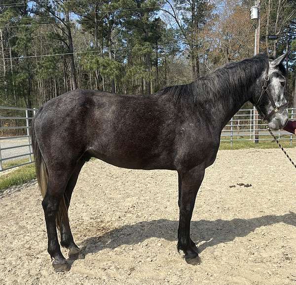 grey-gelding-for-sale