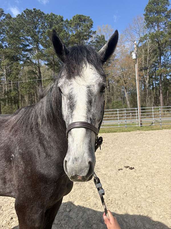 17-hand-draft-gelding