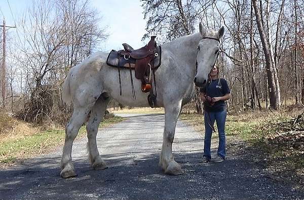 carriagehorse-percheron-horse