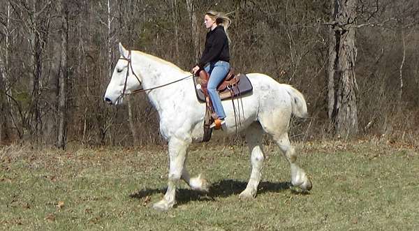 husbandsafe-percheron-horse