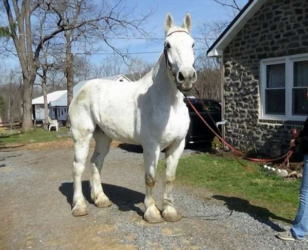 pennsylvania-percheron-horse