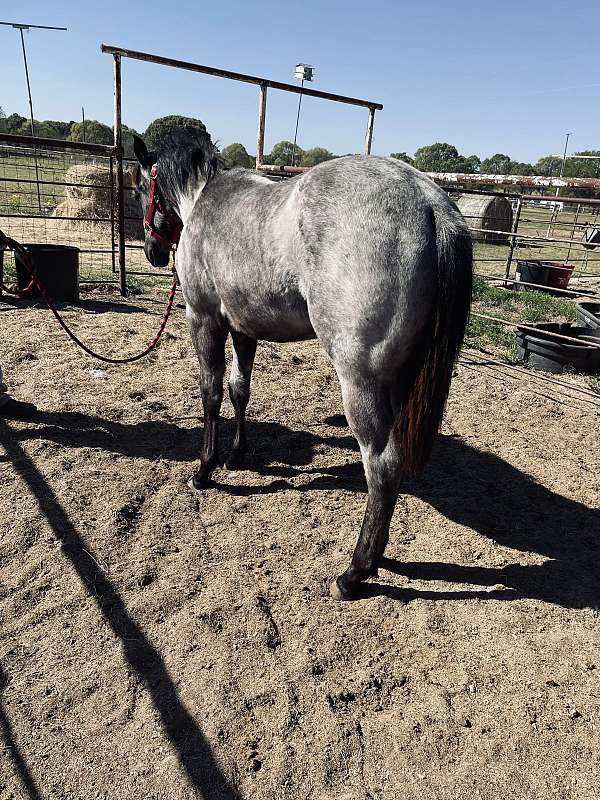 blue-roan-none-horse