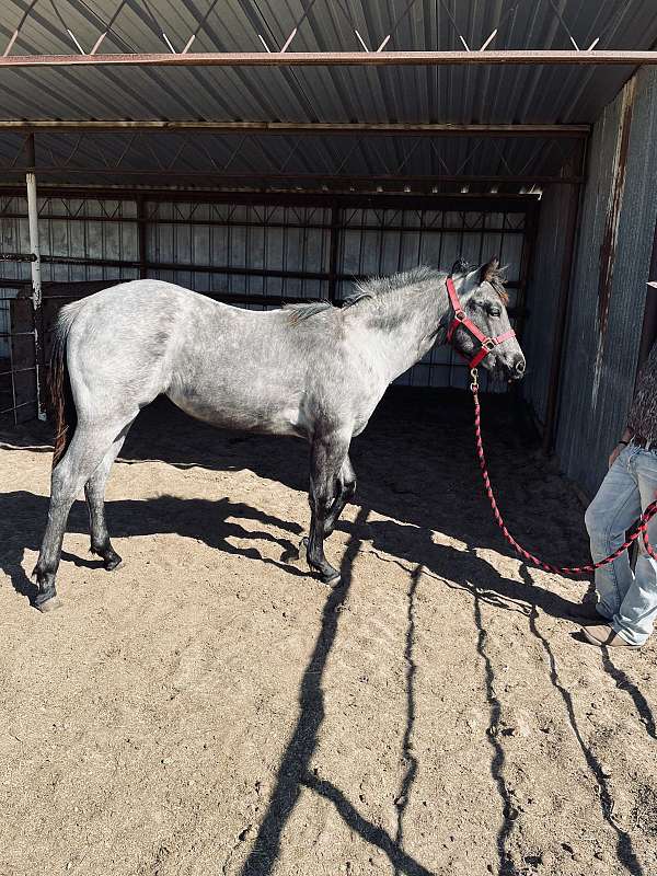 none-horse