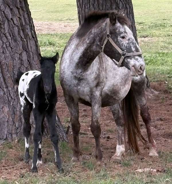 white-front-socks-horse
