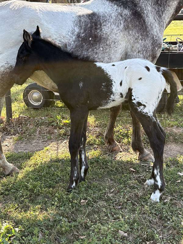 white-lightning-markings-on-legs-horse