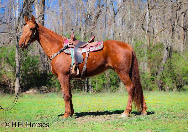 all-around-kentucky-mountain-horse