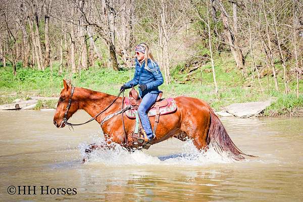 athletic-kentucky-mountain-horse