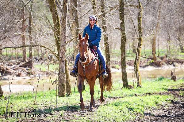 beginner-kentucky-mountain-horse