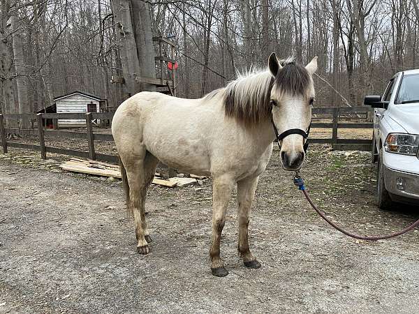 dun-blaze-hind-socks-horse