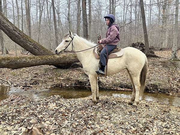 therapy-fjord-horse