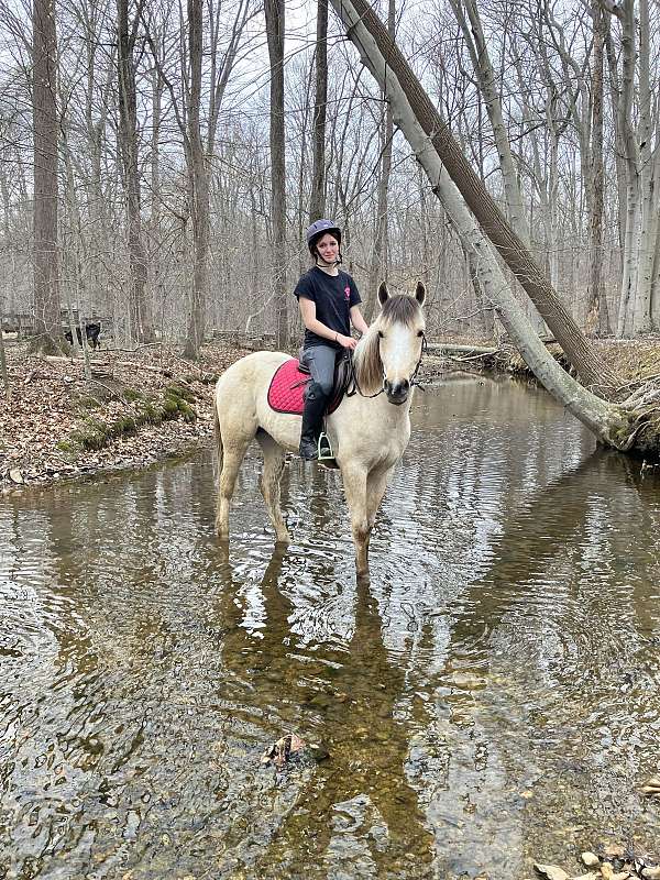 blaze-hind-socks-horse