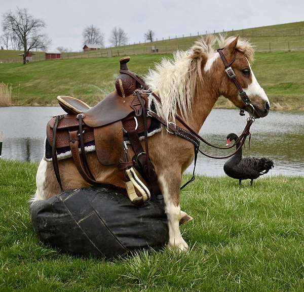 twilightfarms-miniature-pony