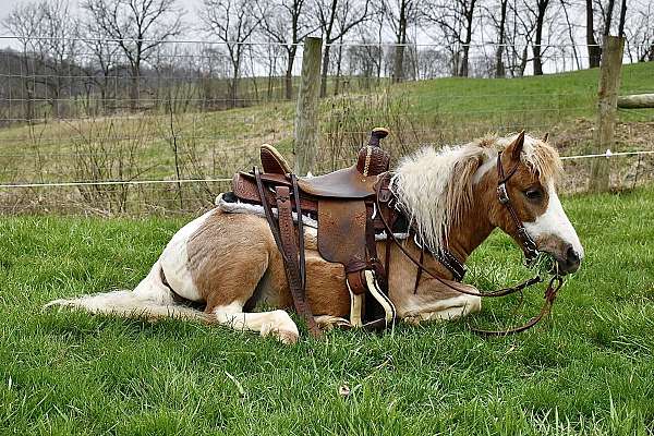 miniponyforsale-miniature-pony