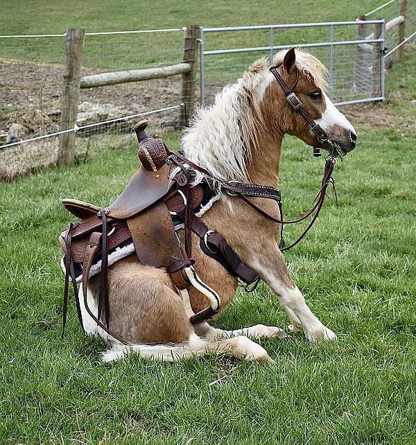 drivingpony-miniature-pony