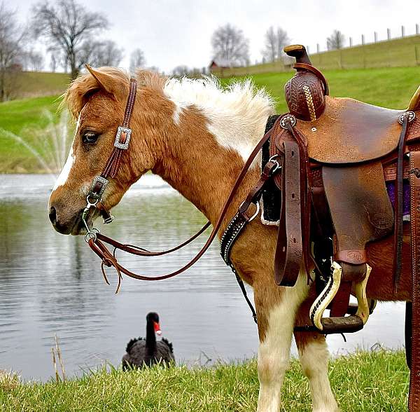 safepony-miniature-pony