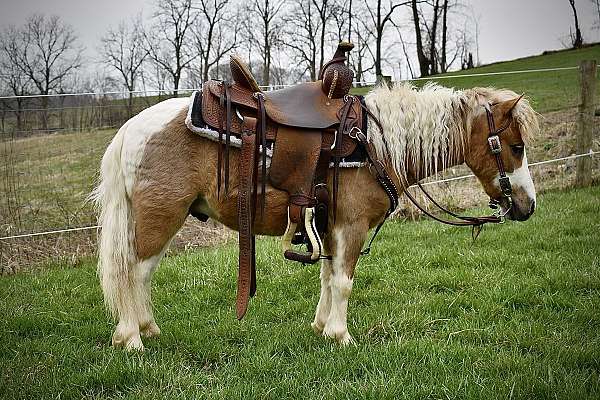 familysafe-miniature-pony