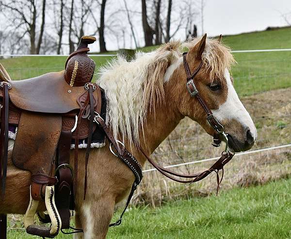 trafficsafe-miniature-pony