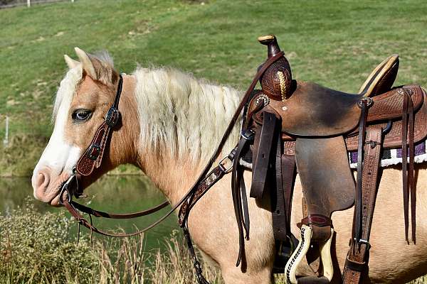 palomino-white-blaze-legs-horse