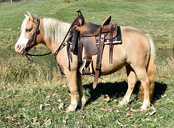 twilight-farms-miniature-horse