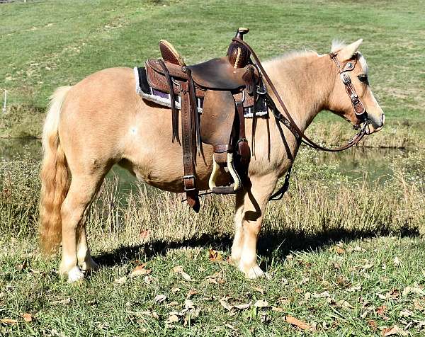 minihorse-miniature-horse
