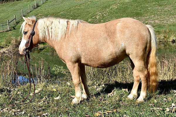 paintfoal-miniature-horse
