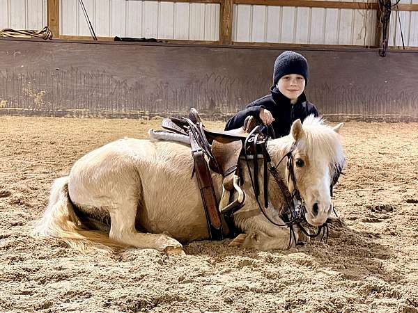 drivingpony-miniature-horse