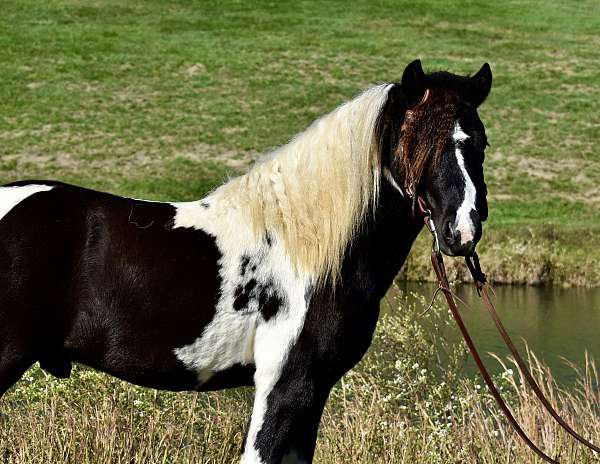 drivingpony-paint-pony