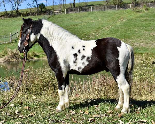 ponyforsale-paint-pony
