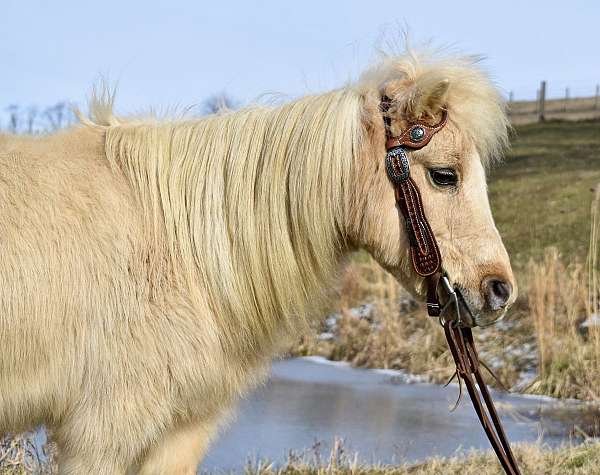 broodmare-palomino-pony