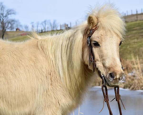 mini-foal-palomino-pony