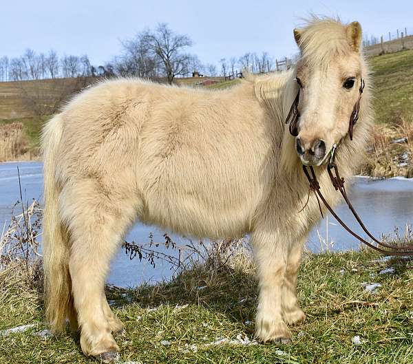 guaranteed-paint-foal-palomino-pony