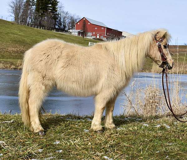 twilight-farms-palomino-pony